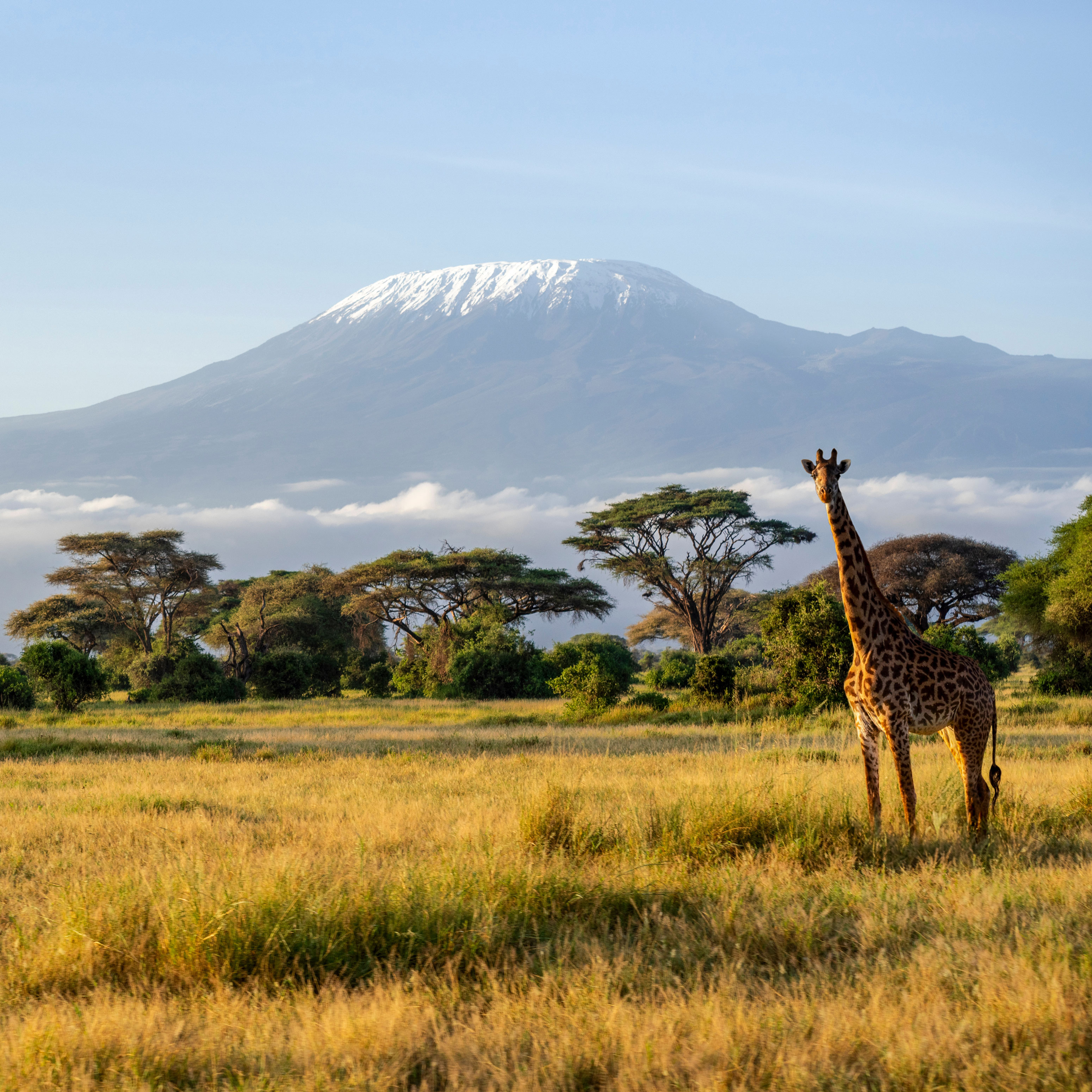Der Berg Kilimanjaro in Tansania